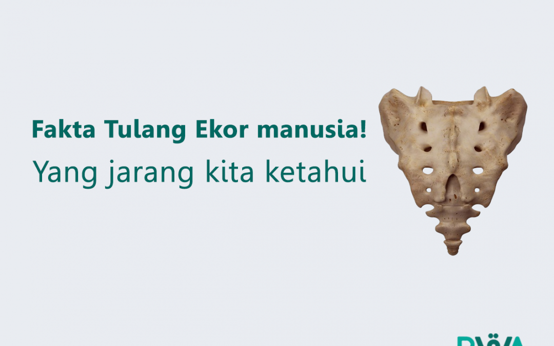 Fakta Tulang Ekor manusia! Yang jarang kita ketahui